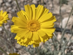 Baileya multiradiata