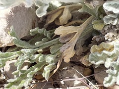 Baileya multiradiata