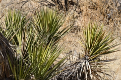Yucca baccata brevifolia