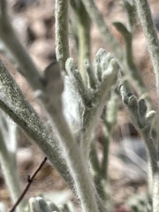 Baileya multiradiata