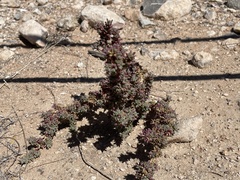 Halogeton glomeratus