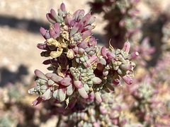 Halogeton glomeratus