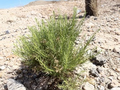 Ericameria laricifolia