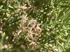 Ericameria laricifolia