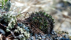Mammillaria karwinskiana