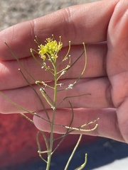 Sisymbrium irio