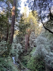 Sequoia sempervirens