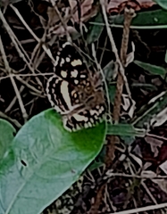 Anthanassa drusilla