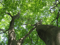 Fagus crenata