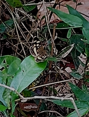 Anthanassa drusilla