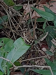 Anthanassa drusilla