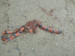 Erythrolamprus pseudocorallus