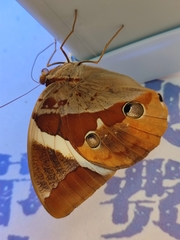 Thauria lathyi
