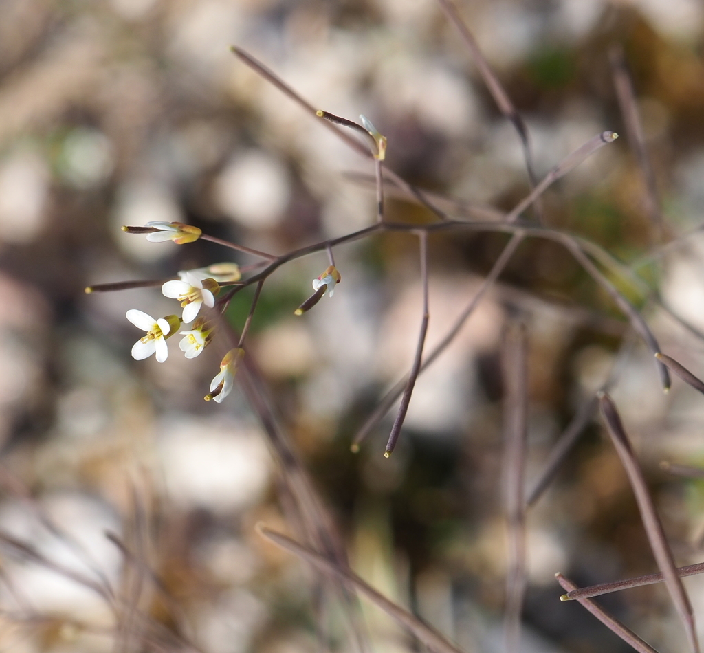 Arabidopsis thaliana — a medium houseplant, prefers full sun light