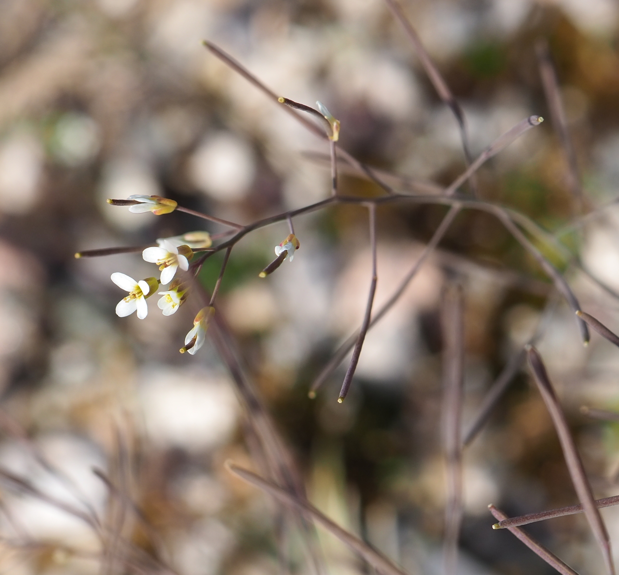 Arabidopsis thaliana