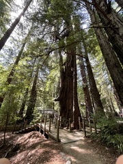 Sequoia sempervirens