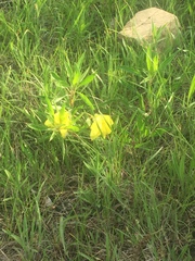 Oenothera macrocarpa