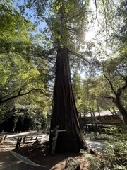 Sequoia sempervirens