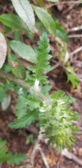 Pedicularis dudleyi