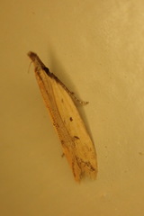 Dichomeris acuminatus