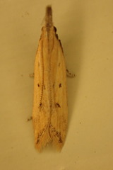 Dichomeris acuminatus