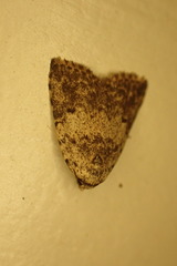 Tolpia conscitulana