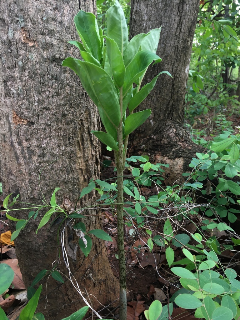 Amorphophallus brevispathus