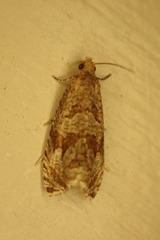 Lobesia xylistis