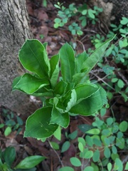 Amorphophallus brevispathus