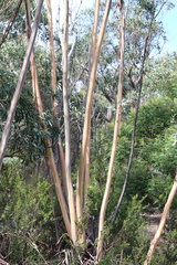 Eucalyptus saxatilis