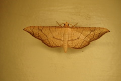 Hypolamprus ypsilon