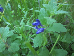 Scutellaria tuberosa