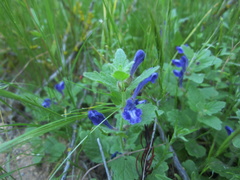 Scutellaria tuberosa