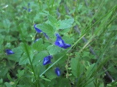 Scutellaria tuberosa