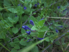 Scutellaria tuberosa