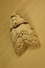Nola pygmaeodes