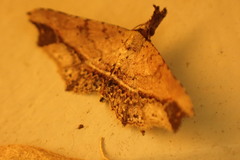 Philogethes metableta