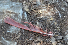 Cardinalis