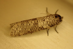 Lepidoscia euryptera