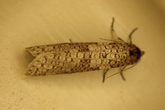 Lepidoscia euryptera