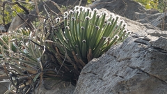 Agave albopilosa