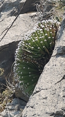 Agave albopilosa