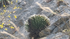 Agave albopilosa