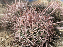 Homalocephala polycephala