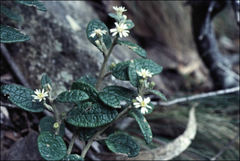 Olearia rugosa