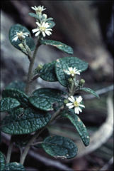 Olearia rugosa