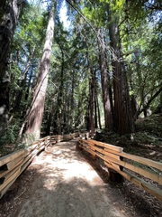 Sequoia sempervirens