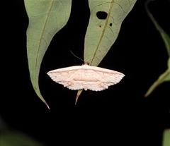 Hyposada ruptifascia