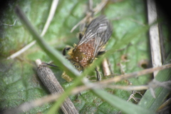 Chaetodactylus krombeini