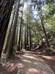 Sequoia sempervirens